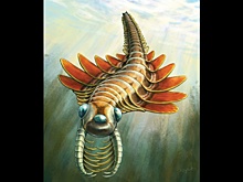 Обнаружен трехглазый хищник возрастом 506 млн лет