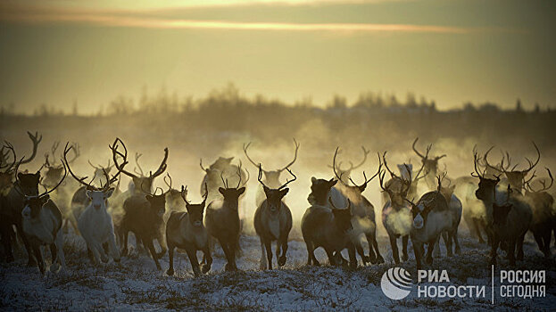 «Хувудстадсбладет» в Сибири: «Из-за этого тепла наши олени умирают с голоду»