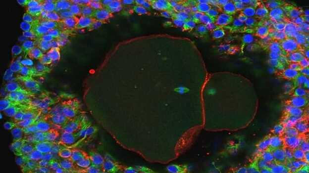 Ученые впервые вырастили полноценные яйцеклетки
