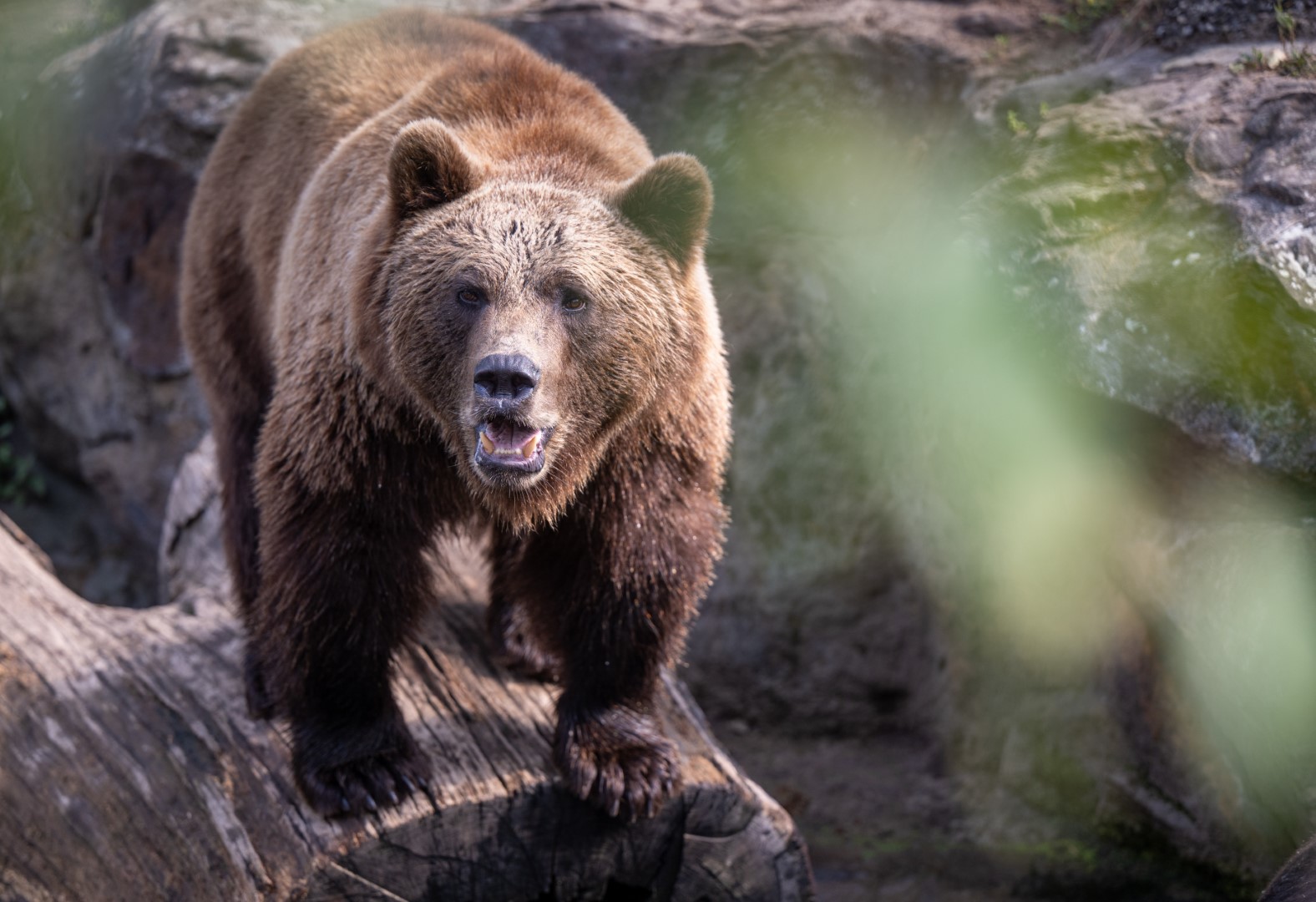 Раскрыто состояние пострадавшего при нападении медведя под Москвой мужчины
