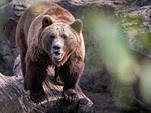 Раскрыто состояние пострадавшего при нападении медведя под Москвой мужчины