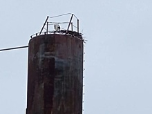 Аист во второй раз остался на зимовку в Нижегородской области