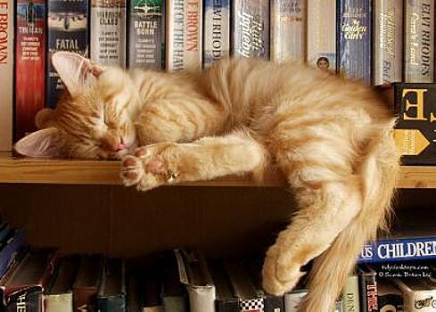 Книжный магазин для «кошек и собак» открылся в Стамбуле