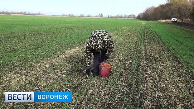 Воронежские аграрии вышли на борьбу с грызунами, чтобы не потерять озимые