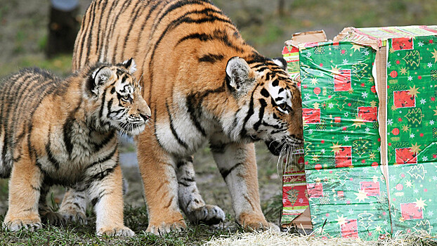 В зоопарке Гамбурга тиграм сделали праздничный подарок