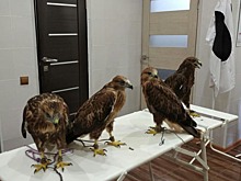 В Анапе выпустили на свободу курганников, изъятых у фотоживодеров