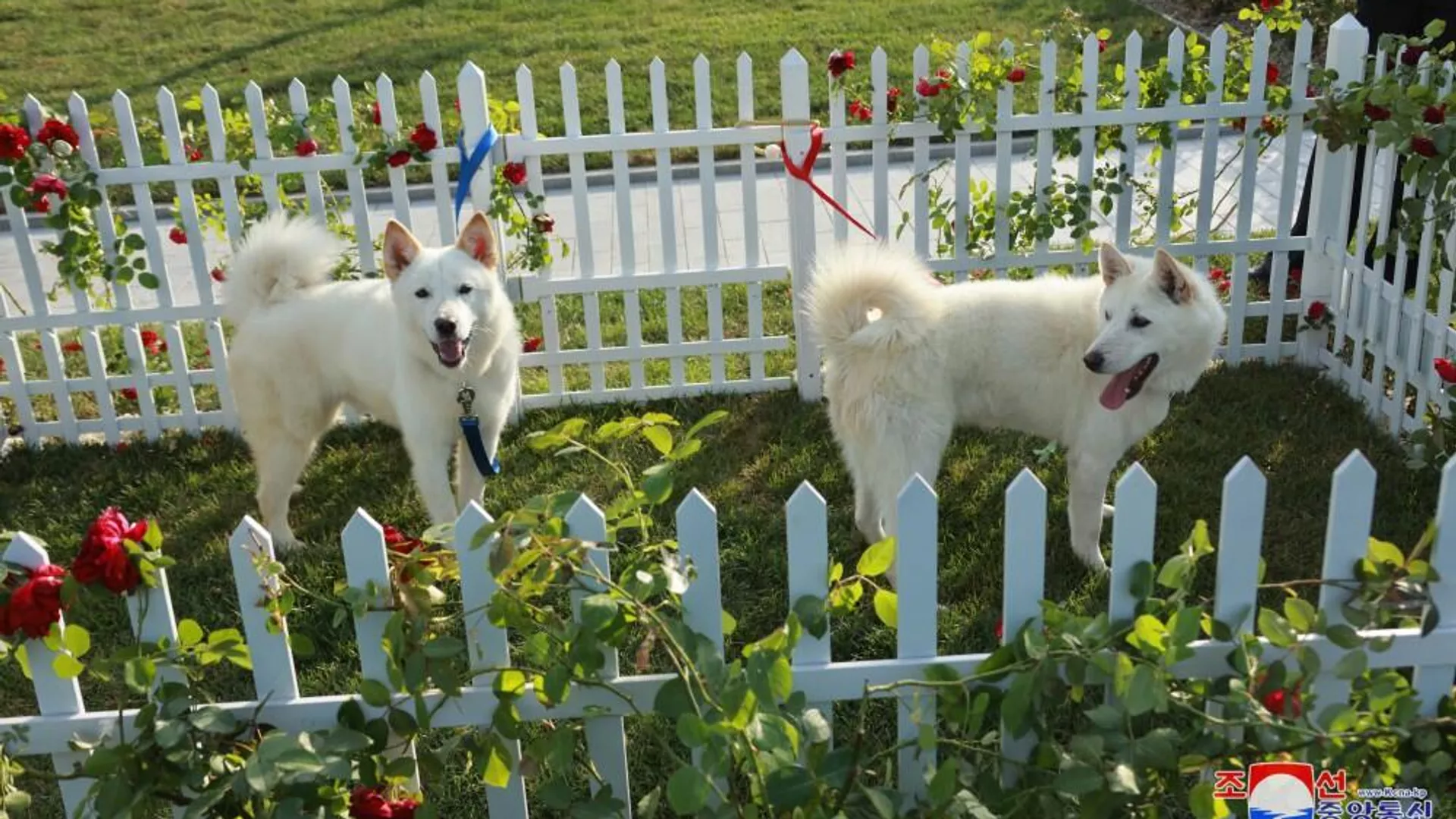 Песков: подаренные лидером КНДР собаки живут у Путина в Ново-Огарево