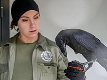 Москвичей пригласили посетить центр восстановления и адаптации птиц в "Сокольниках"