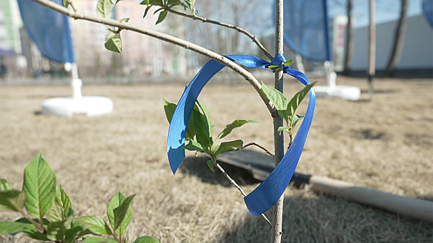 Более 33 тысяч новых растений украсили улицы Ямала в 2025 году