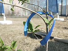 Более 33 тысяч новых растений украсили улицы Ямала в 2025 году