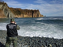 Морские млекопитающие не пострадали от токсичных водорослей на Камчатке