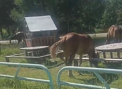 «Ломают ограждения и наносят ущерб»: бродячие кони мешают жителям Натальино