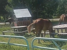 «Ломают ограждения и наносят ущерб»: бродячие кони мешают жителям Натальино