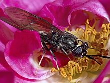 Муху "черную львинку" отправят на корм рыбам