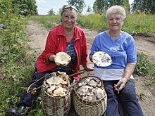 Читатели «Нижегородской правды» поделились секретами удачной охоты за грибами