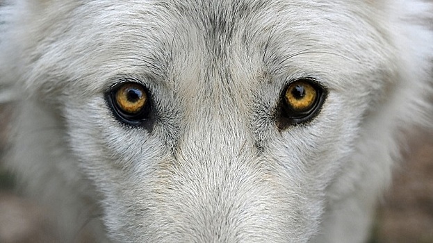 Эксперты отмели версию смертельного нападения волка на девочку в Коми