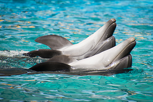 На Кубани откроют аквапарки, дельфинарии и объекты турпоказа