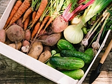 Как сохранить урожай овощей и фруктов как можно дольше?