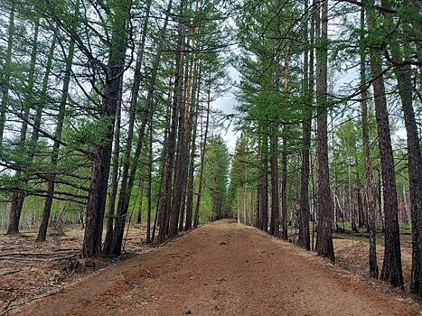 В лесах региона заметили бревна с шипами