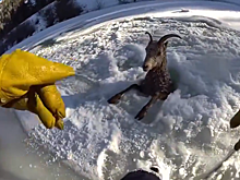 В США запечатлели на видео спасение горного барана из ледяной реки