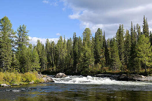 Эколог Зимов: Россия может продвигать проекты Nature-Based Solutions