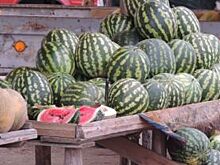 В Алтайский край не пустили 19,6 тонн арбузов