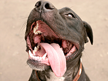 В Ставропольском крае питбули загрызли ребенка