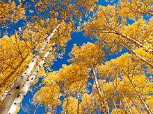 16 октября: зачем на Осенние лихорадки наши предки держали в кармане осиновую кору