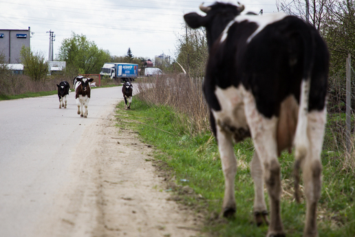 Гуляла в одиночестве: под Полесском полицейские спасли корову, которую похитительница едва не пустила под нож