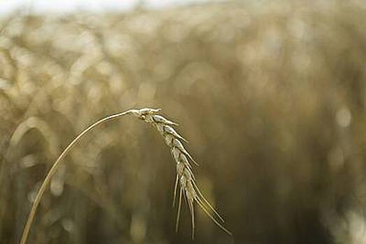 Названы оказавшиеся под угрозой из-за остановки зерновой сделки страны