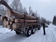 В Новосибирской области внедрили новую систему мониторинга лесного комплекса