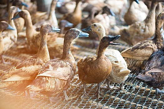 Болгария сообщила о вспышке птичьего гриппа H5N1 на трех фермах