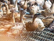 Болгария сообщила о вспышке птичьего гриппа H5N1 на трех фермах