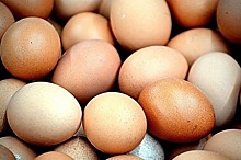 Учёные: куриные яйца могут помочь в борьбе с раком