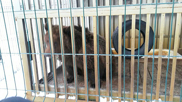 Проживавшего в тюменском ресторане медведя перевезут в приют