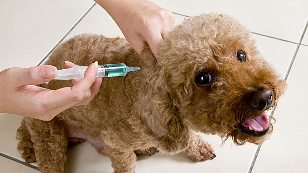 Как дать собаке лекарство и сделать укол