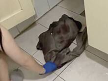 Брошенного матерью новорожденного нашли около унитаза и сняли на видео