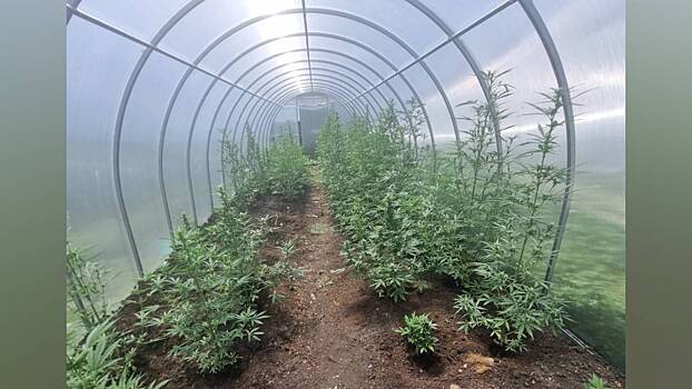 Почти 50 кг конопли, марихуаны и маковой соломы изъяли полицейские у жителя Башкортостана