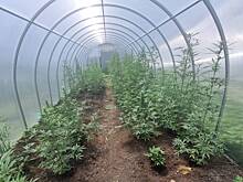 Почти 50 кг конопли, марихуаны и маковой соломы изъяли полицейские у жителя Башкортостана