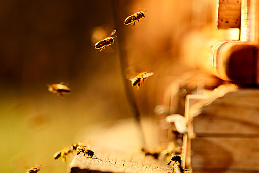 "Каждую пчелу чипировать?": депутат Гартунг осудил законопроект о маркировке животных