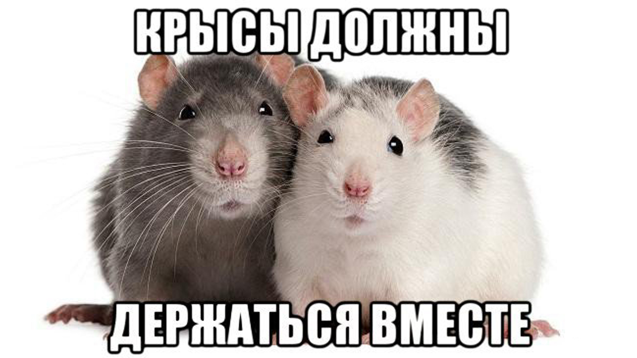 https://news.store.rambler.ru/img/e099e227ded941904d7b565009edf00a?img-1-resize=width%3A1280%2Cheight%3A720%2Cfit%3Acover&amp;img-format=auto
