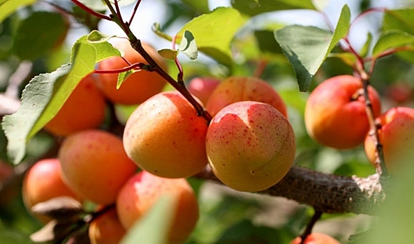 Урожай абрикосов в этом году особенно радует волгоградцев