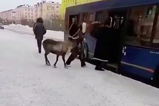 Заходящего в автобус северного оленя в Норильске сняли на видео