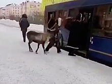 Заходящего в автобус северного оленя в Норильске сняли на видео
