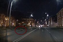 Водитель снял на видеорегистратор, как лиса перебегает дорогу в центре Петрозаводска