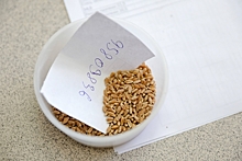 В Волгоградскую область доставили тонну семян пшеницы с нарушениями