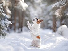 Игры в снегу могут быть опасны для собаки – кинолог