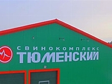 Свинокомплекс на 23 тысячи голов откроют в Тюменской области до конца года