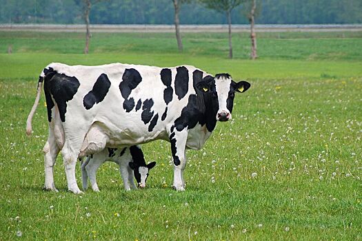 «ЭкоНива» создает в Тюменской области племенной репродуктор по разведению голштинской породы коров