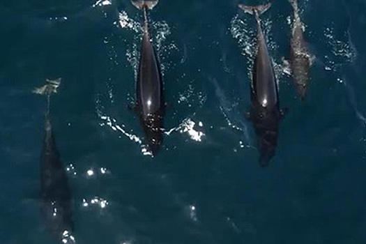 К горбатому киту пристали полторы тысячи назойливых дельфинов